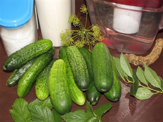 фото ингредиентов для засолки огурцов на зиму