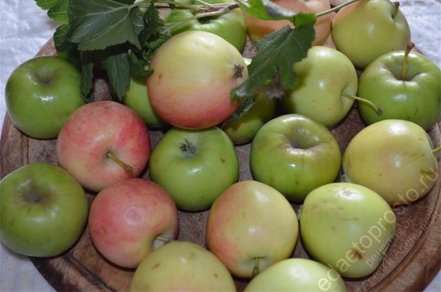 фото собранных яблок поздних сортов для мочения