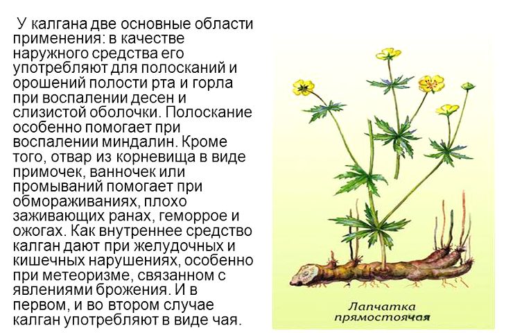 калган - один из основных компонентов белой московской настойки