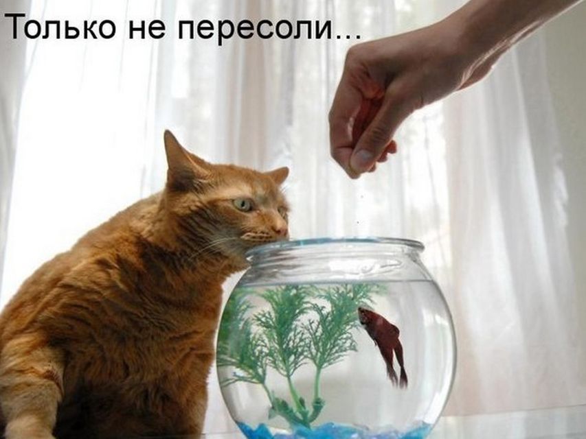 готовит еду прикол 16