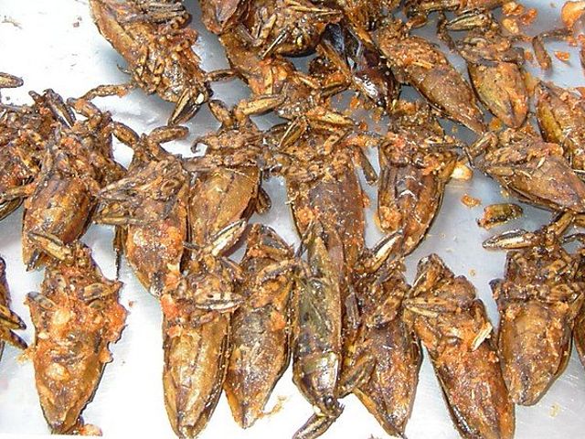 фото настоящих импортных жареных насекомых